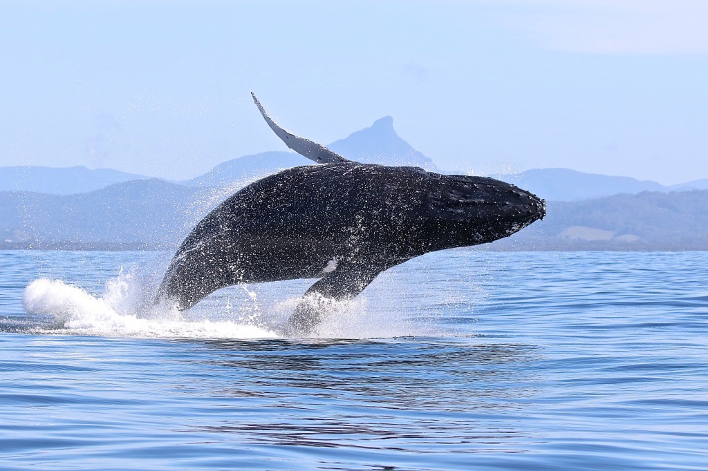 Blue Bay Whale Watching Byron Bay - Breach