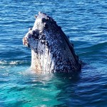 Blue Bay Whale Watching Byron Bay - Spy Hop