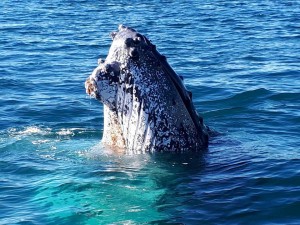 Blue Bay Whale Watching Byron Bay - Spy Hop
